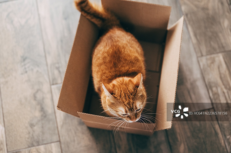 好奇的猫咪在看纸箱里有什么。图片素材