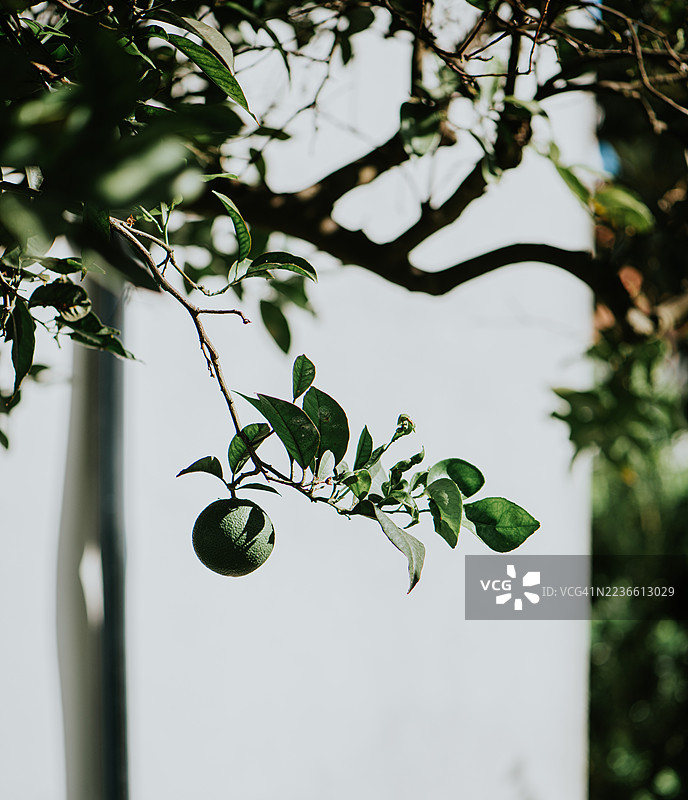 阳光明媚的白墙上挂着绿色柑橘果实的树枝图片素材