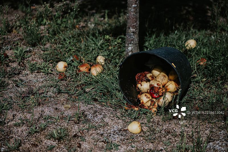 过熟的苹果从黑色桶中倾倒在阳光明媚的果园草地上，温暖的下午气氛中。图片素材