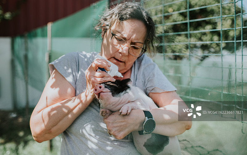 一位善良的女士用塑料挤压瓶为一只迷你猪洗眼，同时温柔地将猪抱在她的胳膊下。图片素材