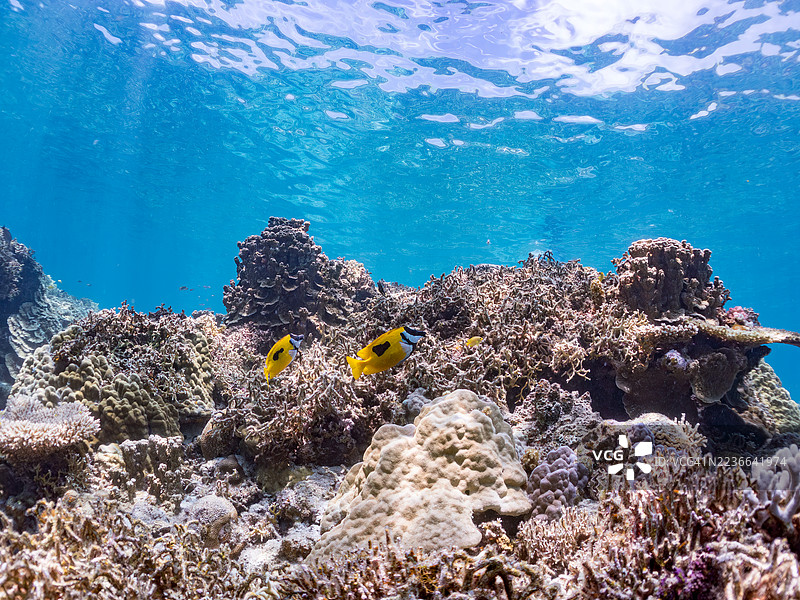 斑点狐面鱼，单斑刺尾鱼，蓝条鹦嘴鱼，戈巴鹦嘴鱼，蓝绿小丑鱼，绿小丑鱼，蓝绿小丑鱼。一群热带鱼。美丽的珊瑚礁和游泳的人们。阿穆罗岛，座间味岛，庆良间群岛。图片素材
