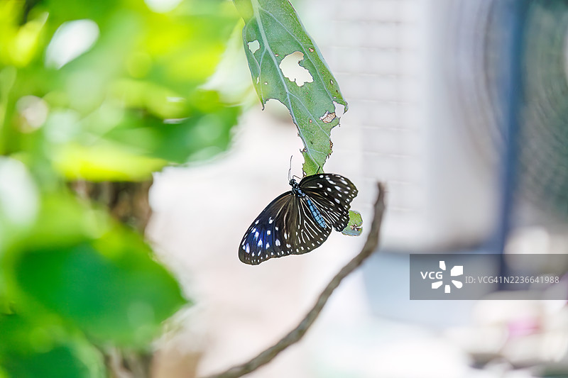 条纹蓝乌鸦，Euploea mulciber。蝴蝶。热带天堂般的偏远岛屿。座间味港，座间味岛，慶良間群岛，岛尻郡，冲绳 - 2025年6月30日图片素材