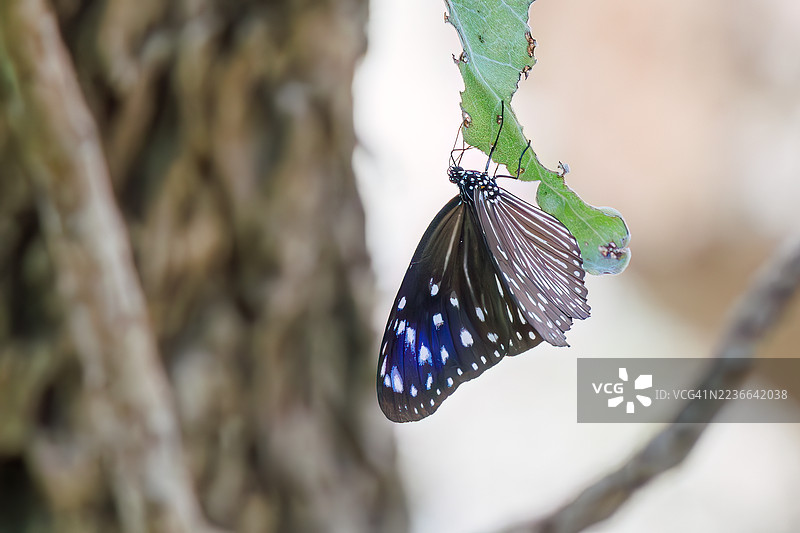 条纹蓝乌鸦，Euploea mulciber。蝴蝶。热带天堂般的偏远岛屿。座间味港，座间味岛，慶良間群岛，岛尻郡，冲绳 - 2025年6月30日图片素材
