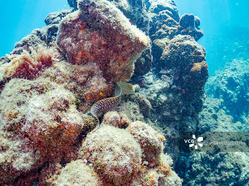 阿博特鳗鱼,Gymnothorax meleagris,幼鱼。还有其他鱼类。平藏海滩,中木港,南伊豆,伊豆半岛,静冈县,日本。- 2025年7月20日。图片素材