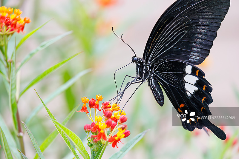 红色海伦蝶，学名 Papilio helenus。燕尾蝶。正在吸食蓝花丹的花蜜。日本静冈县南伊豆町加茂地区中木港 - 2025年7月12日图片素材