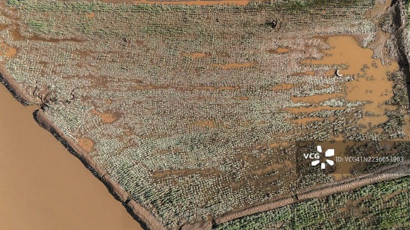 被洪水淹没的玉米田的鸟瞰图。图片素材