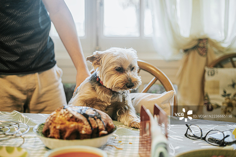 可爱的约克夏犬坐在桌子前，面前是一块生日蛋糕图片素材