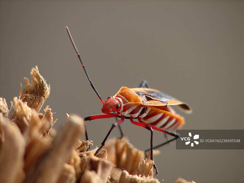 特写镜头，一只红棉虫（Dysdercus cingulatus）。图片素材