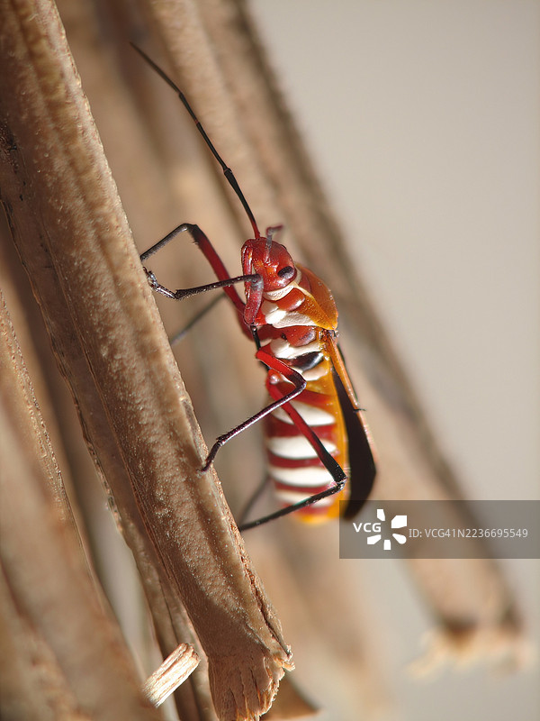 红棉蝽 (Dysdercus cingulatus) 的特写。图片素材