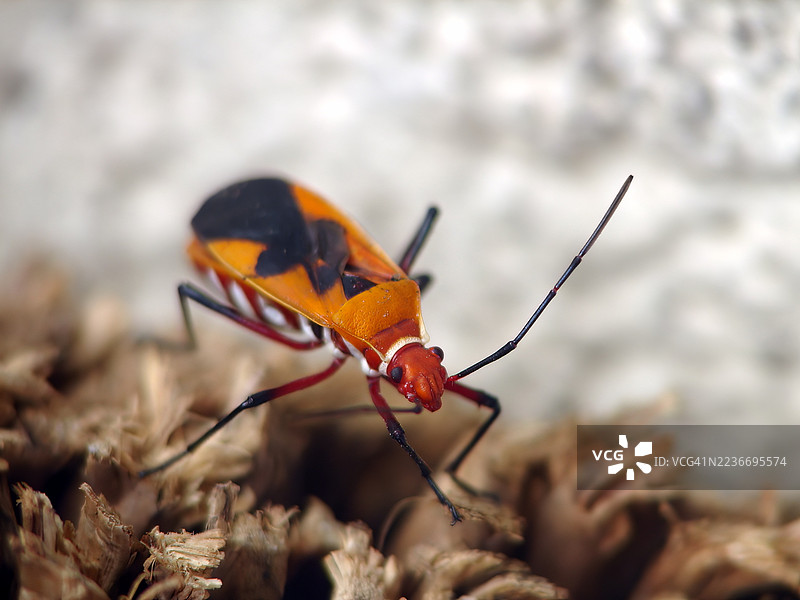 红棉蝽（Dysdercus cingulatus）特写图片素材