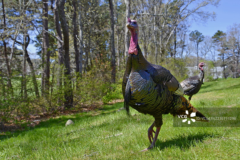 两只野火鸡。图片素材