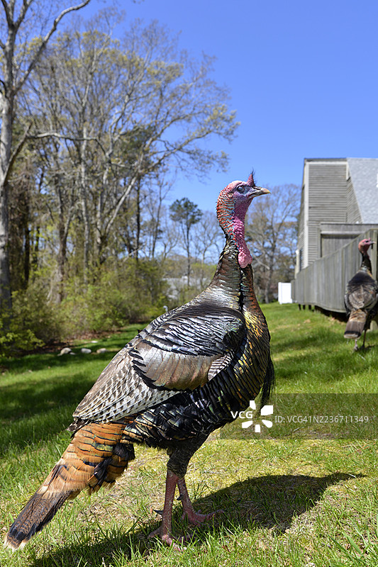 两只野火鸡。图片素材