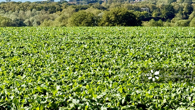 动物饲料用绿色饲料作物的特写镜头图片素材