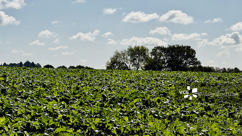 动物饲料的绿色饲料作物特写镜头图片素材
