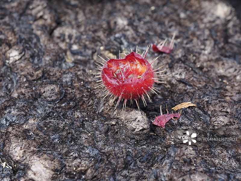拉森火山国家公园的西耶拉醋栗 (Ribes roezlii Regel)图片素材