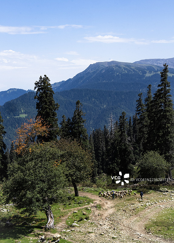 克什米尔古尔马尔格的牧羊人。图片素材