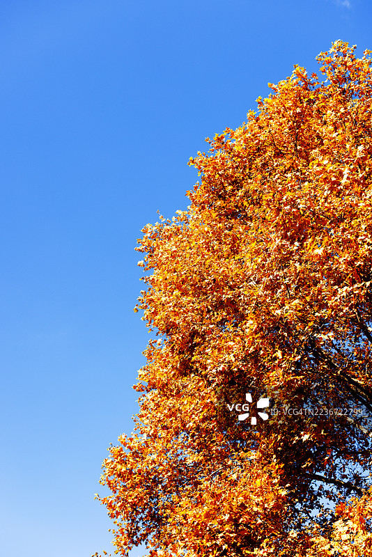 蓝天映衬下树上的秋叶。图片素材