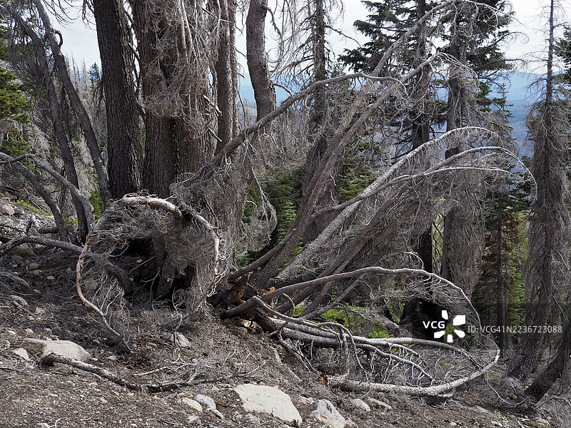 2021年7月迪克西火灾后拉森火山国家公园的枯死针叶树图片素材