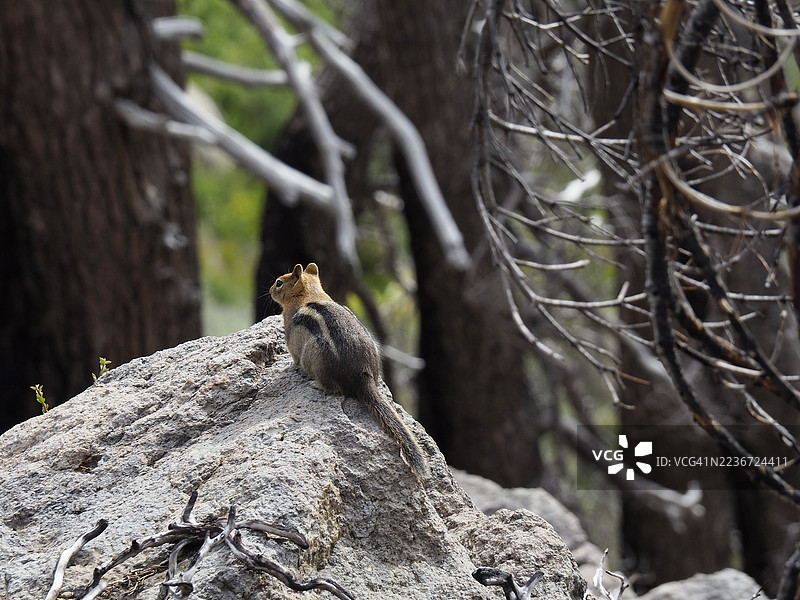 拉森火山国家公园的黄松松鼠（Tamias amoenus或Neotamias amoenus）图片素材