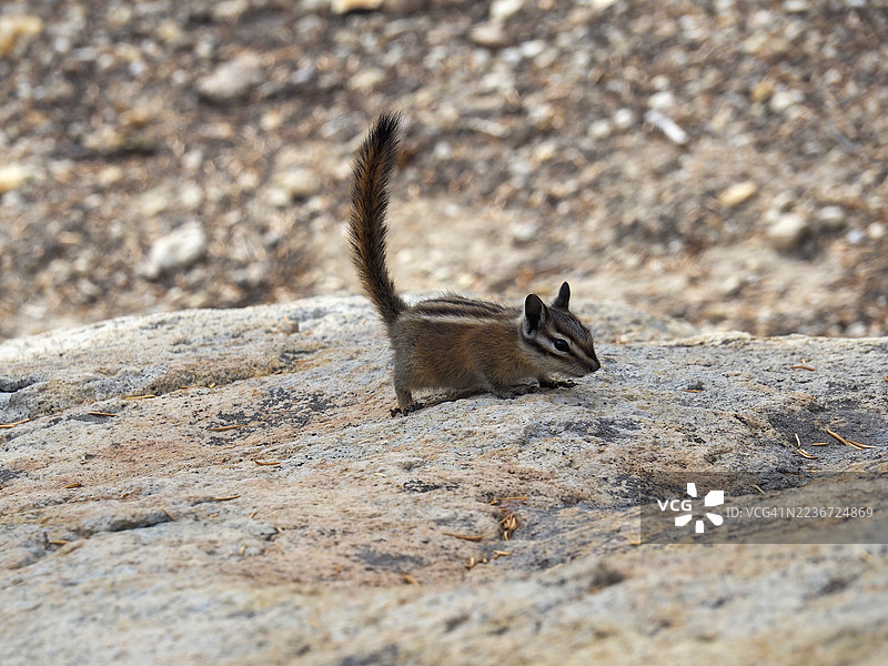 拉森火山国家公园的黄松松鼠（Tamias amoenus或Neotamias amoenus）图片素材
