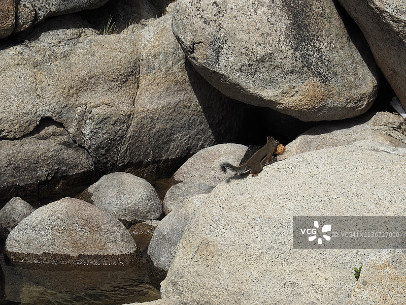 道格拉斯松鼠或奇卡瑞（Tamiasciurus douglasii）在塔霍湖图片素材
