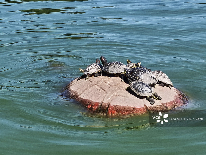 旧金山金门公园斯普雷克尔斯湖的红耳龟（Trachemys scripta elegans）图片素材