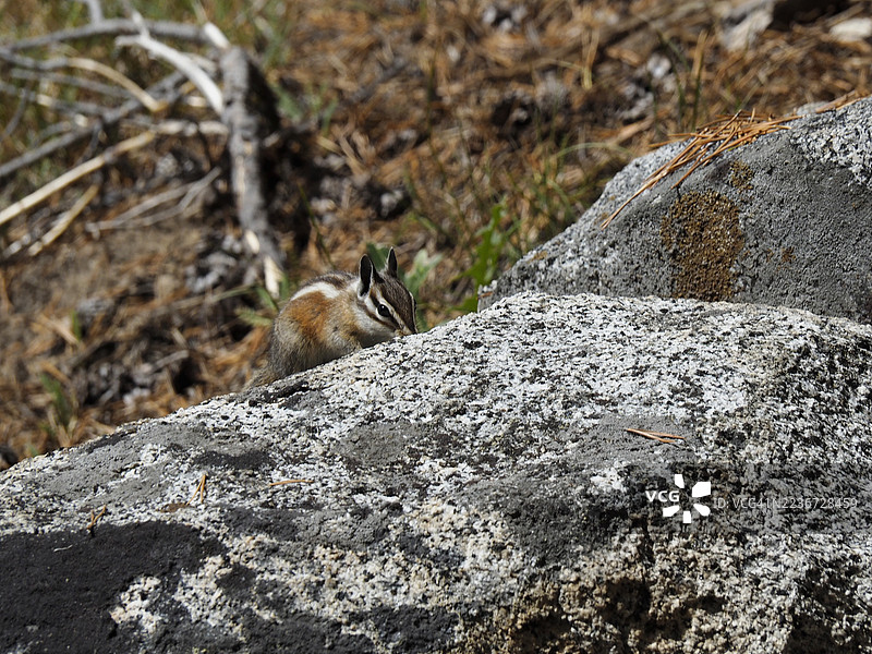 优美的黄松花栗鼠（Tamias amoenus或Neotamias amoenus）在优胜美地国家公园图片素材