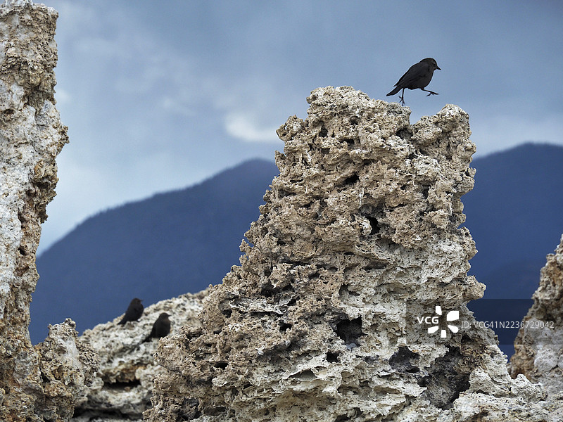 黑色麻雀栖息在加利福尼亚东塞拉山脉单湖岸边的石灰岩岩石上图片素材