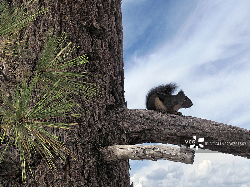 道格拉斯松鼠或奇卡里（Tamiasciurus douglasii）在太浩湖的树上图片素材