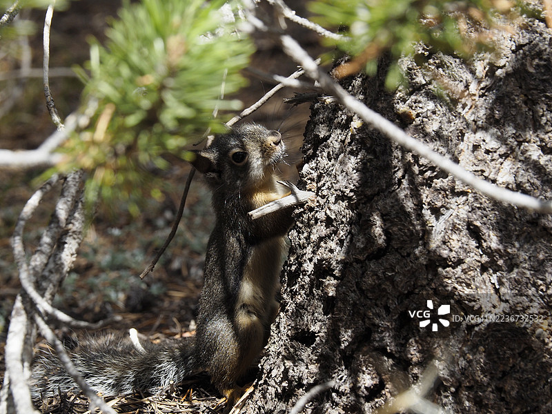 道格拉斯松鼠或奇卡里（Tamiasciurus douglasii）在优胜美地国家公园的伦伯特圆顶图片素材