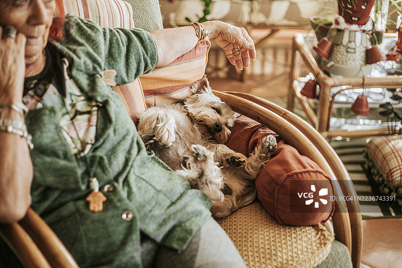 沙发上一个无法辨认的女人与一只仰卧的约克夏犬，温馨舒适的时刻展现了彼此的联系、温暖、爱与放松，适合生活方式、宠物护理和家庭主题。图片素材