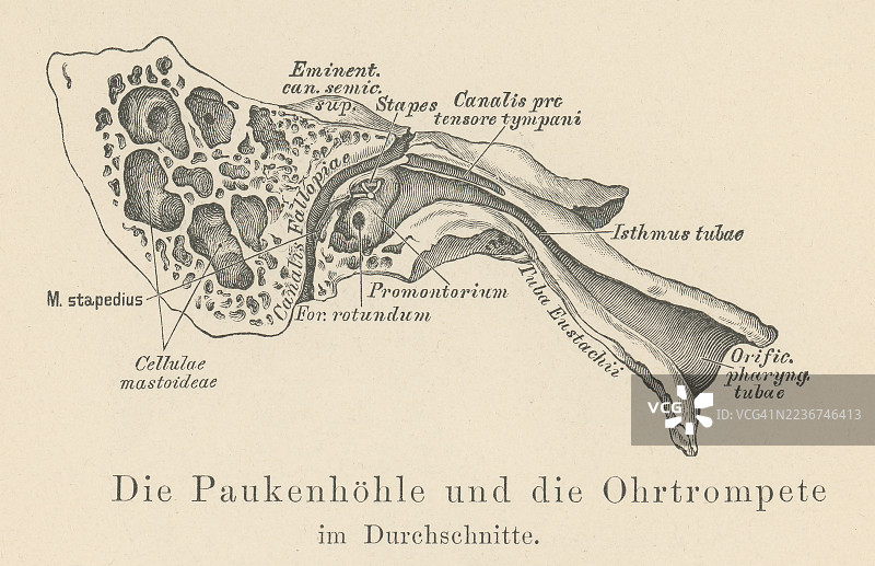 旧版雕刻插图的人耳 - 咽鼓管或咽鼓管，是连接中耳与鼻咽（鼻后喉部的上部）的狭窄通道。图片素材