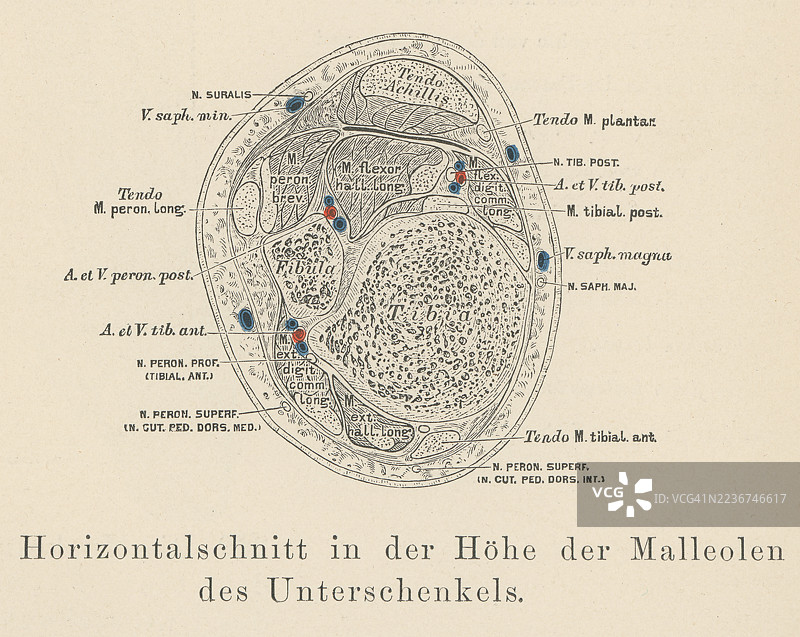 旧版雕刻插图，示意图展示小腿的横截面，显示四个腔室：前侧、外侧、深后侧和浅后侧。图片素材