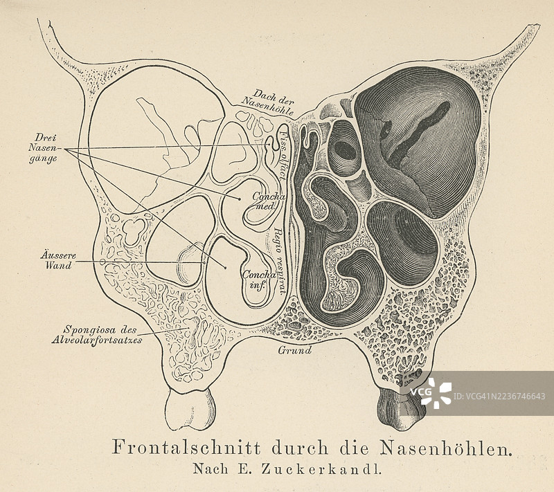 旧版雕刻插图解剖学 - 鼻腔，位于面部中部的鼻子上方和后方的一个大型充气空间 - 鼻中隔将鼻腔分为两个腔室，也称为鼻窝。图片素材