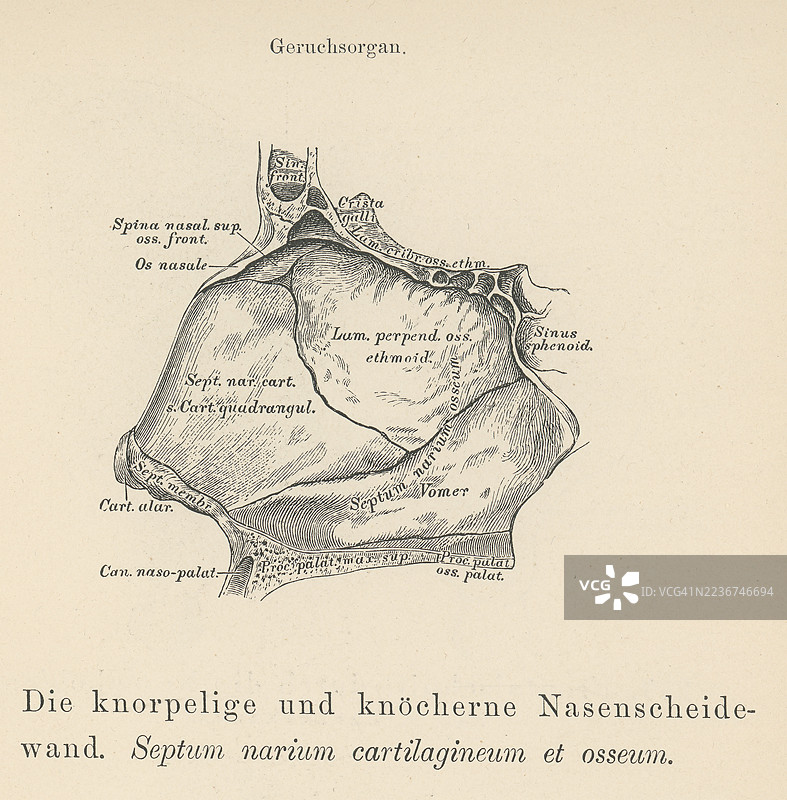 旧版雕刻插图解剖学 - 鼻中隔，分隔鼻腔的左右气道，划分两个鼻孔图片素材