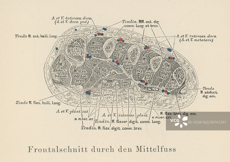 旧版雕刻插图：跖骨横截面图片素材