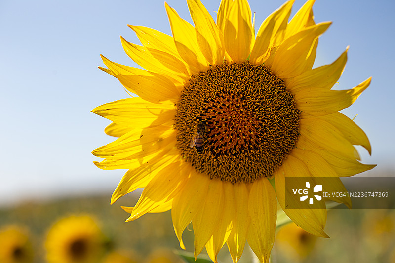 向日葵花心的特写摄影。图片素材