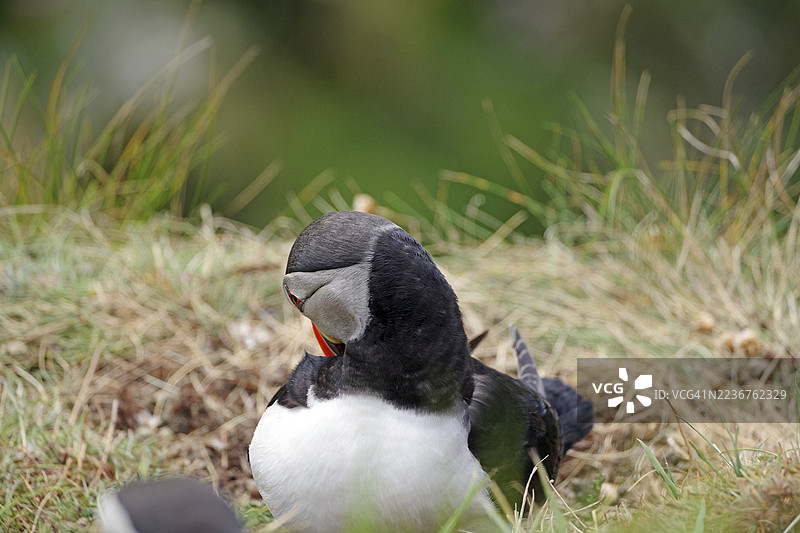 坐在草地上的海雀，羽毛色彩鲜艳，苏姆堡角，设得兰群岛，苏格兰，英国图片素材