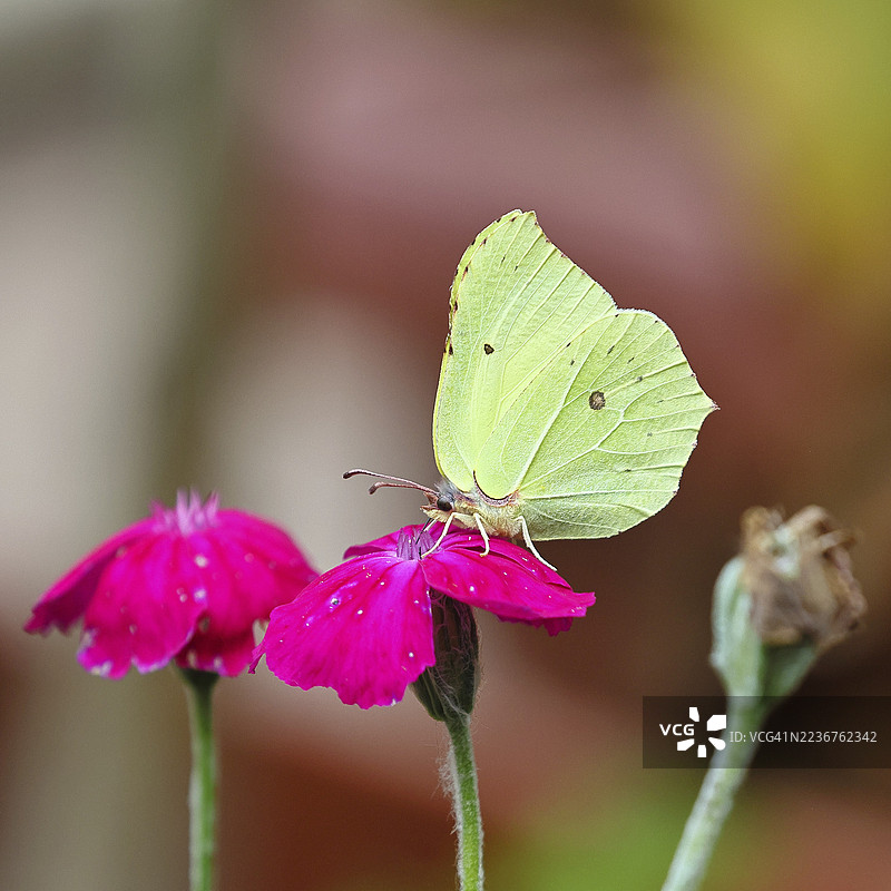 柠檬蝴蝶(Gonepteryx rhamny)停在冠花(Lychnis coronaria)上,位于德国北莱茵-威斯特法伦州的自然花园中。图片素材