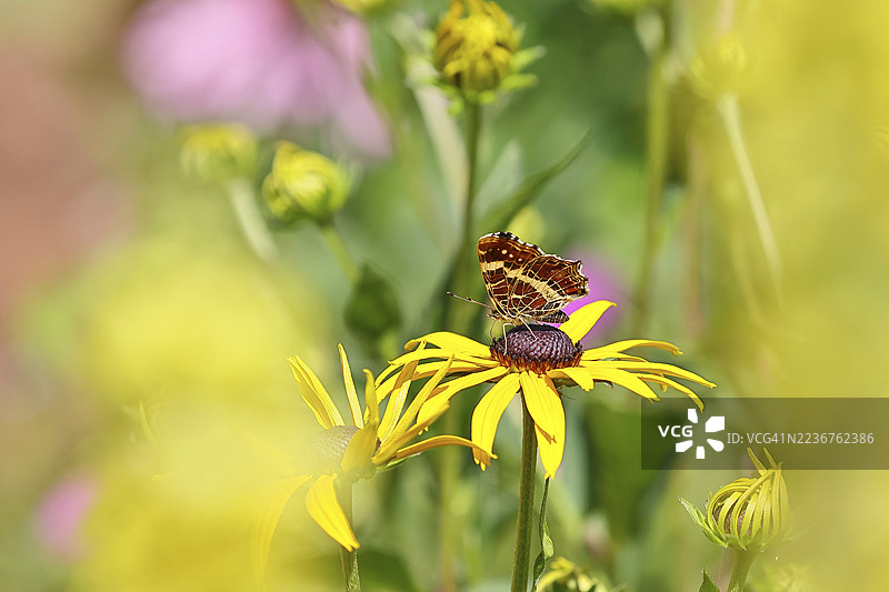 黄锥花上的地卡特蝴蝶(Araschnia levana),微距摄影,德国北莱茵-威斯特法伦州威尔斯多夫图片素材