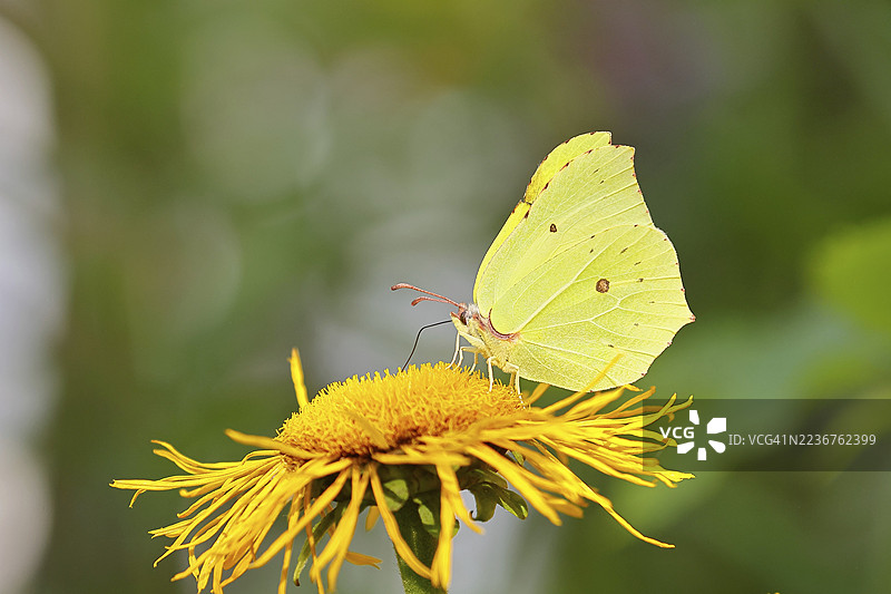 柠檬蝴蝶(Gonepteryx rhamny)停在一朵大花电光菊(Telekia speciosa)的黄色花朵上,特写,德国北莱茵-威斯特法伦州威尔斯多夫图片素材