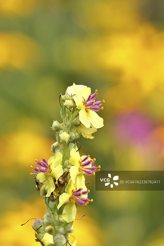 黑色灯心草（Verbascum nigrum），花朵，花序，自然花园中的特写，威尔斯多夫，北莱茵-威斯特法伦，德国图片素材