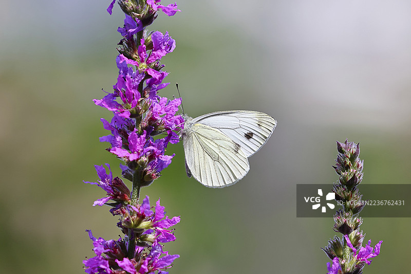 紫菜蛾(Pieris brassicae)在紫花苜蓿(Lythrum salicaria)的花上吸食花蜜,背景有美丽的虚化效果,野生动物,昆虫,蝴蝶,威尔斯多夫,北莱茵-威斯特法伦图片素材