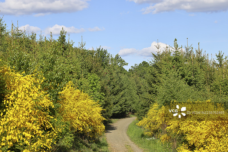 森林小径旁盛开的黄花金雀花(Cytisus scoparius)与蓝天,春季,威尔斯多夫,北莱茵-威斯特法伦,德国图片素材