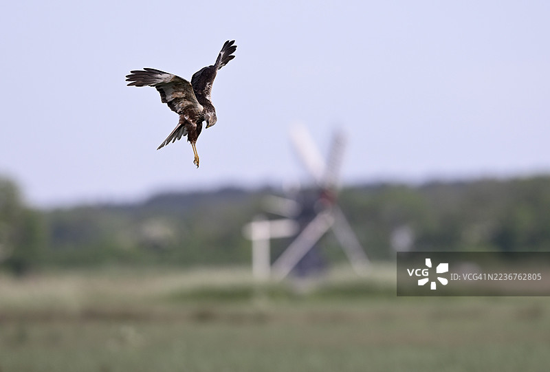 雄性沼泽苍鹰（Circus aeruginosus）在颤动飞行中，背景是小风车，地点：荷兰北荷兰省的特塞尔岛图片素材