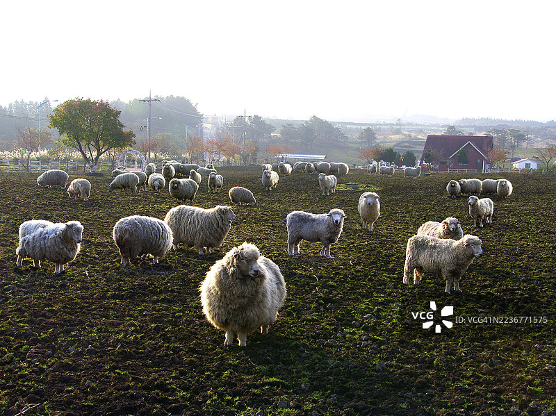 济州岛的羊图片素材