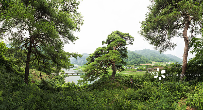江原道旌善郡加水的松树图片素材