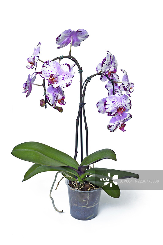 '魔法艺术'蝴蝶兰植物，带有紫色和白色双色花朵，放在透明花盆中，背景为白色。图片素材