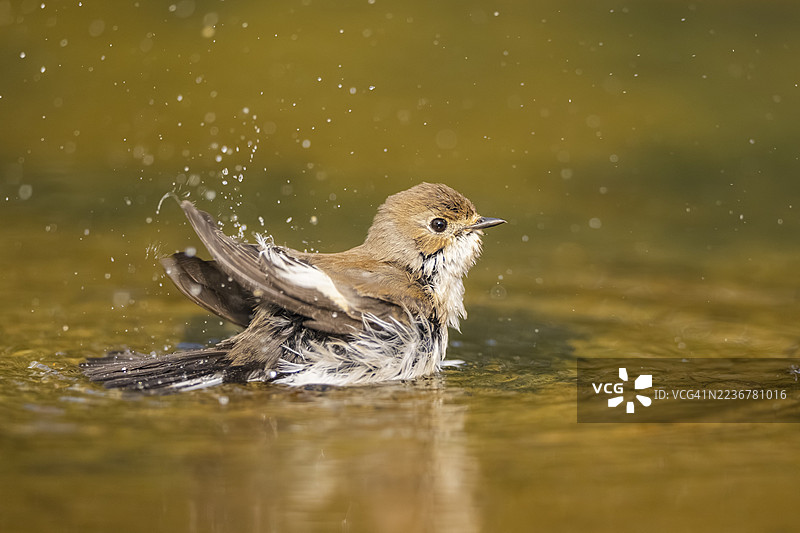 欧洲黑头蜡嘴雀（Ficedula hypoleuca）在西班牙加泰罗尼亚索尔索纳的水池中洗澡图片素材