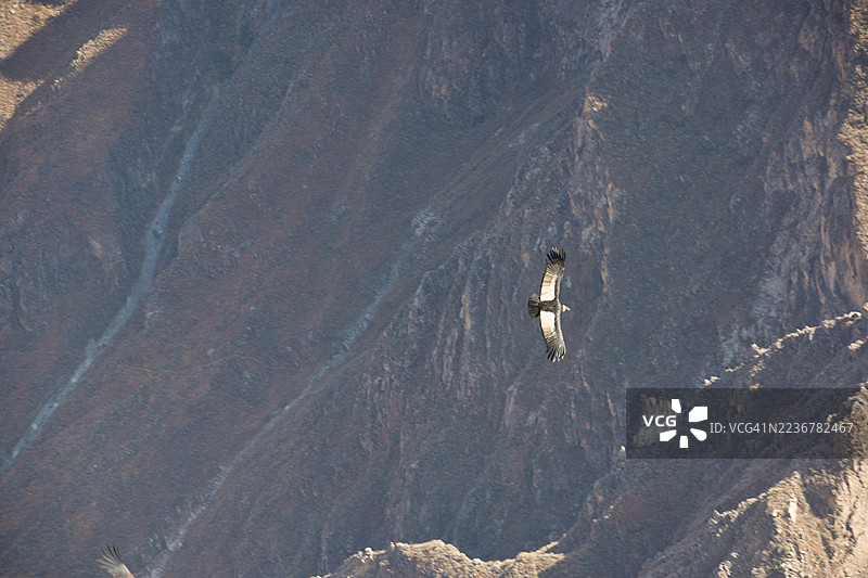 安第斯神鹫飞越秘鲁科尔卡峡谷图片素材